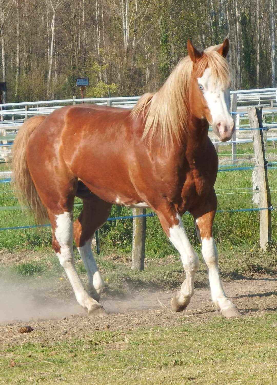 Photo de Lovely Joy Rascal RG 4