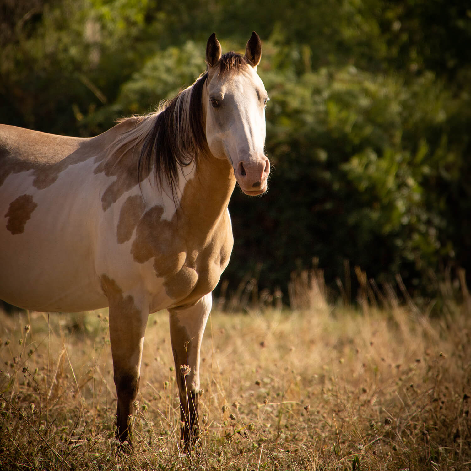 Photo de Beauty Color Star 2