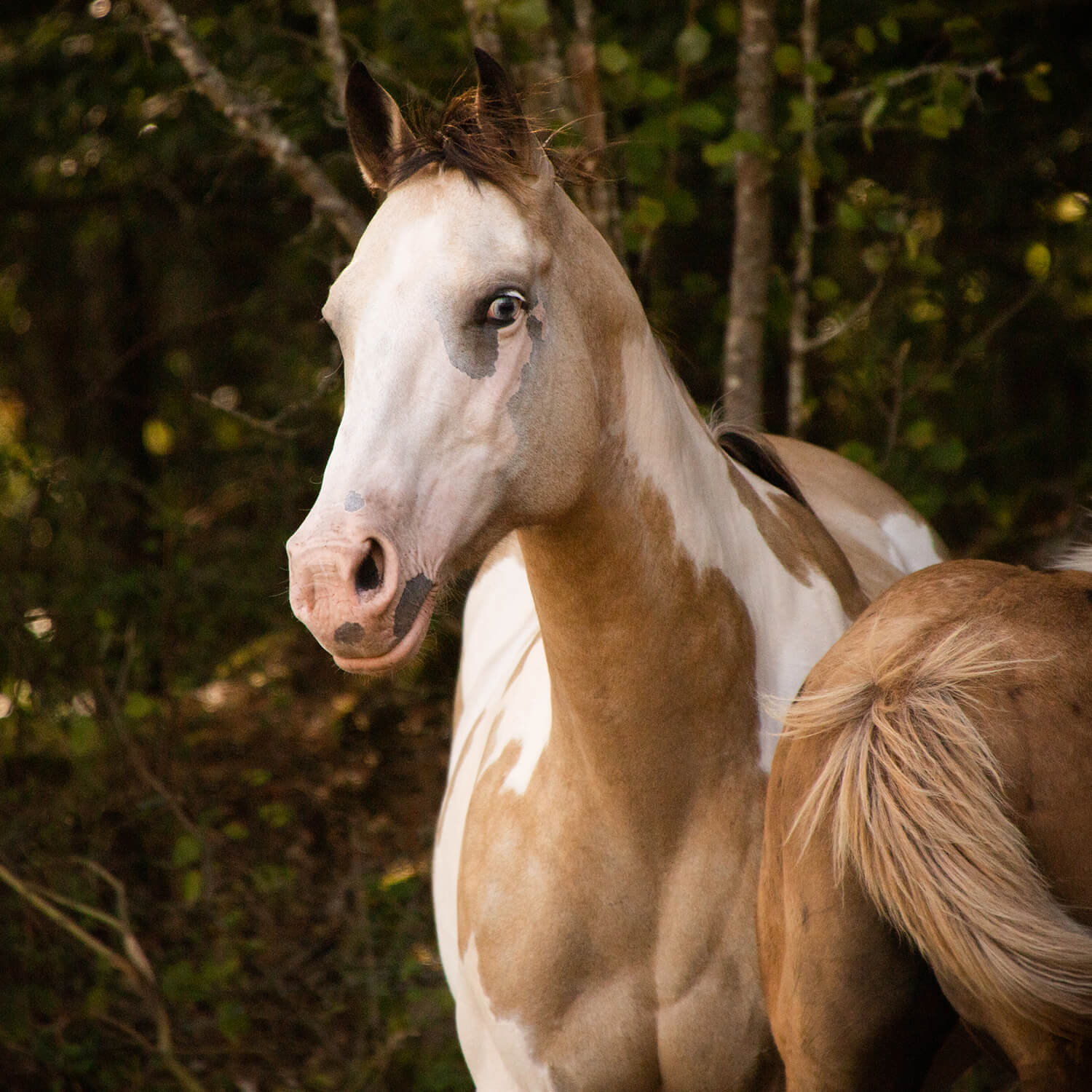 Photo de Beauty Color Star 4