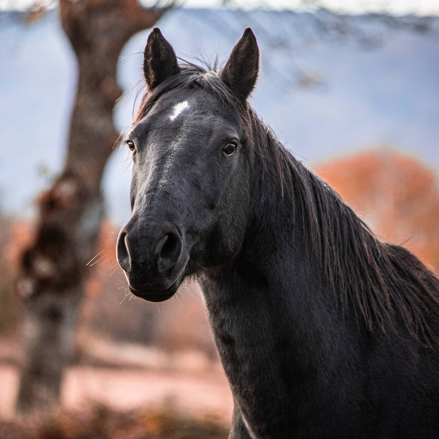 Charlie Dee Bar Wood