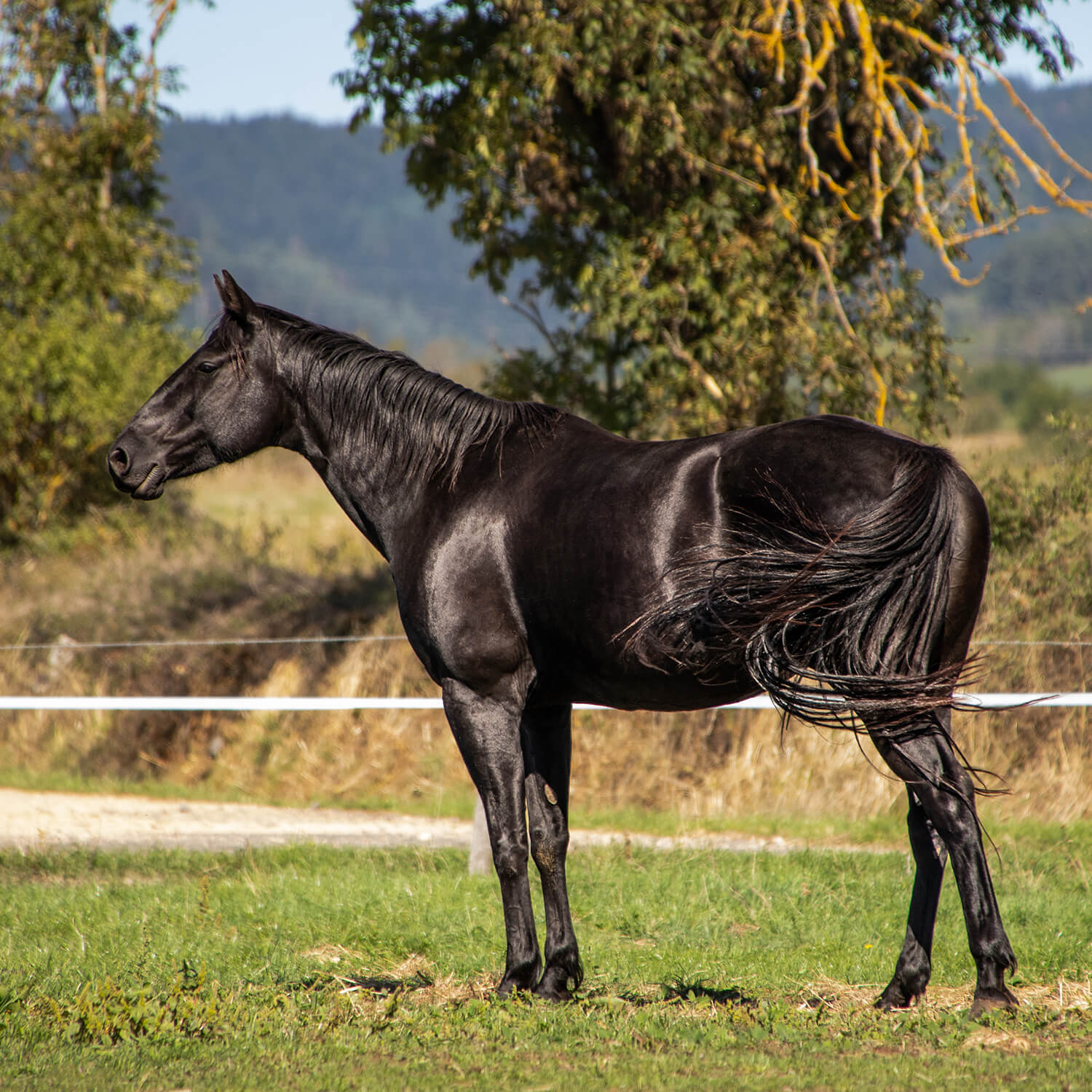 Photo de Charlie Dee Bar Wood 2