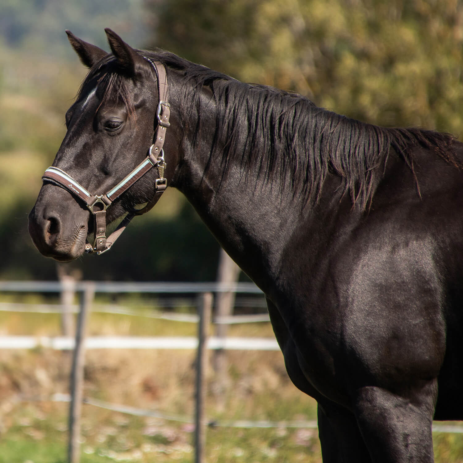 Photo de Charlie Dee Bar Wood 3