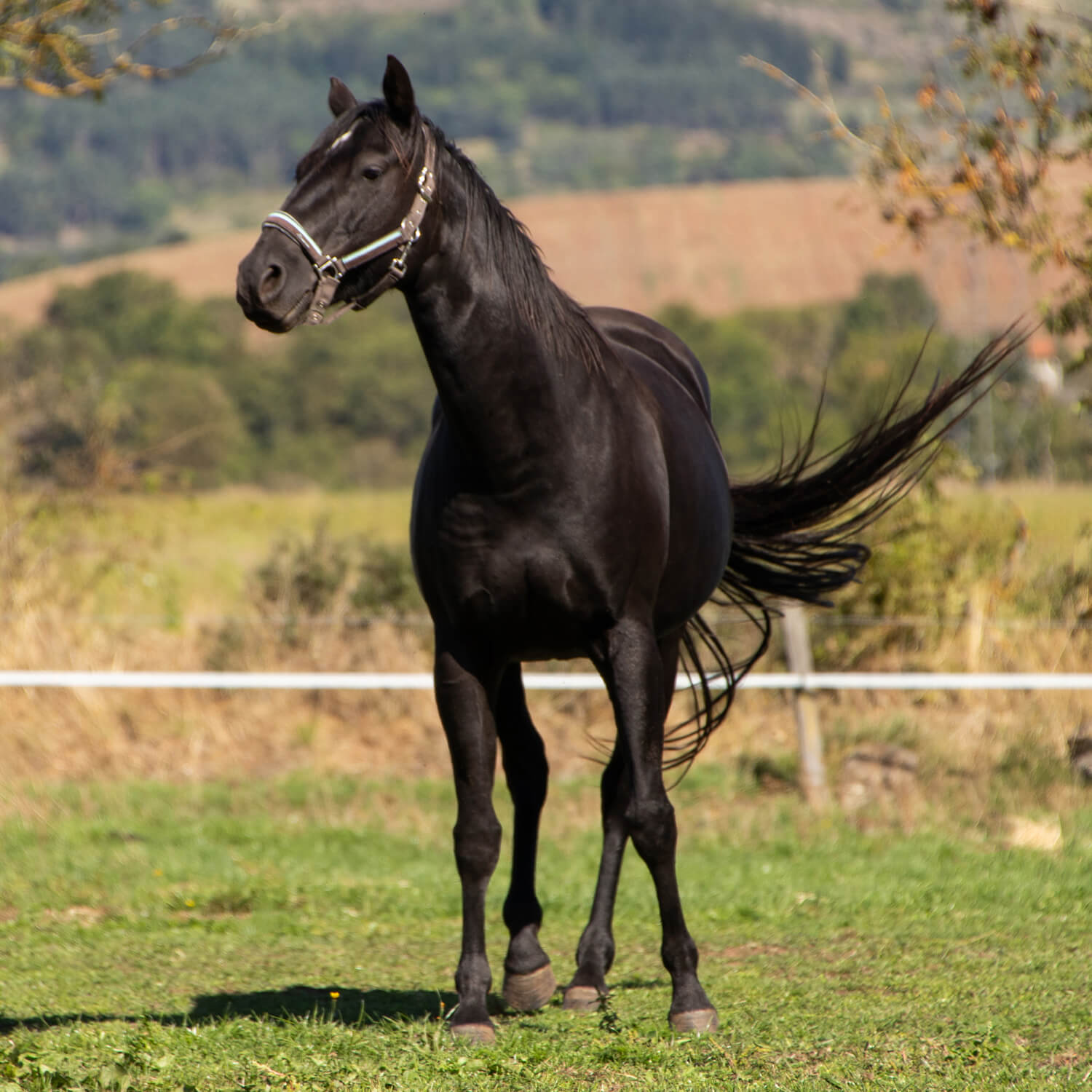 Photo de Charlie Dee Bar Wood 4