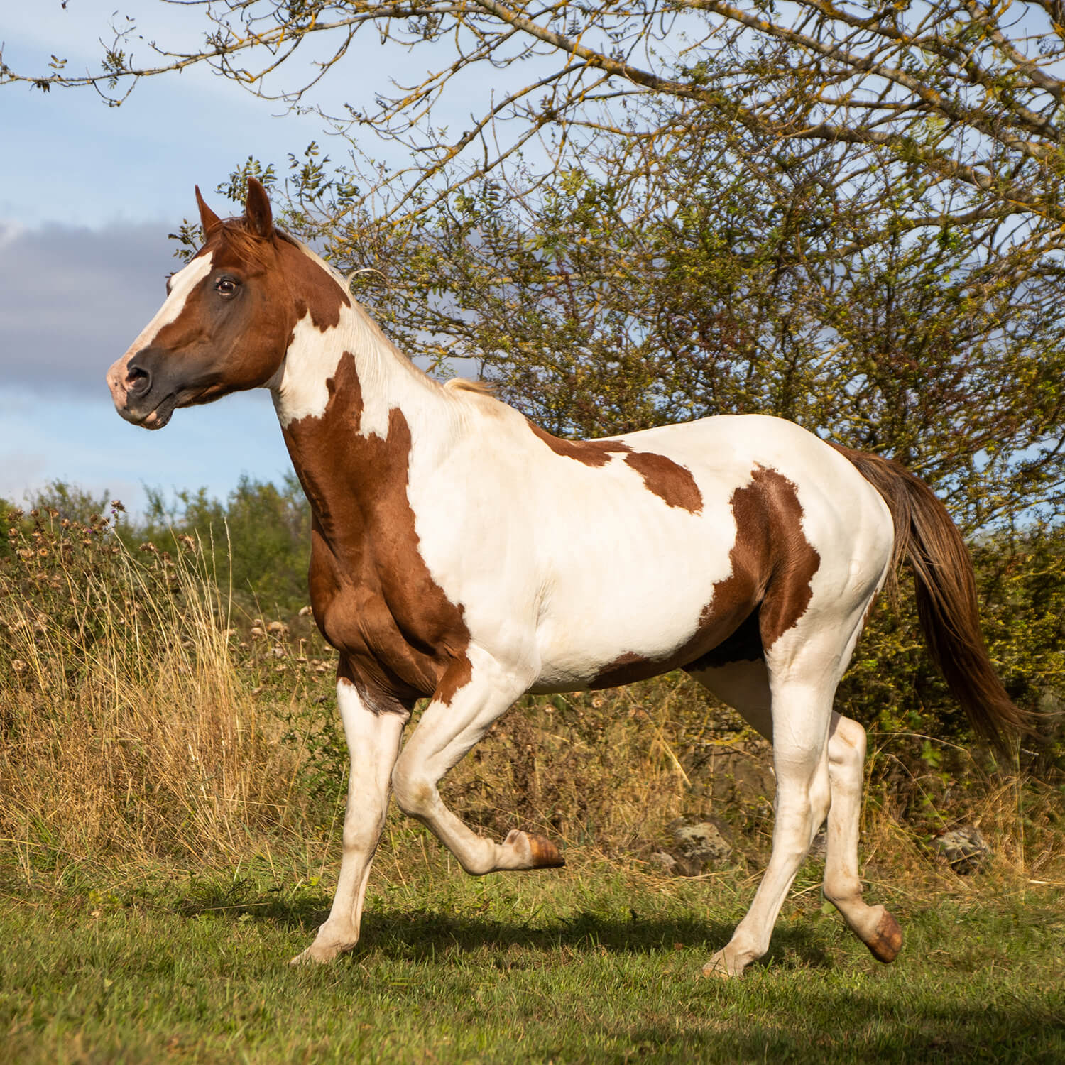 Photo de Hermes Rascal 2