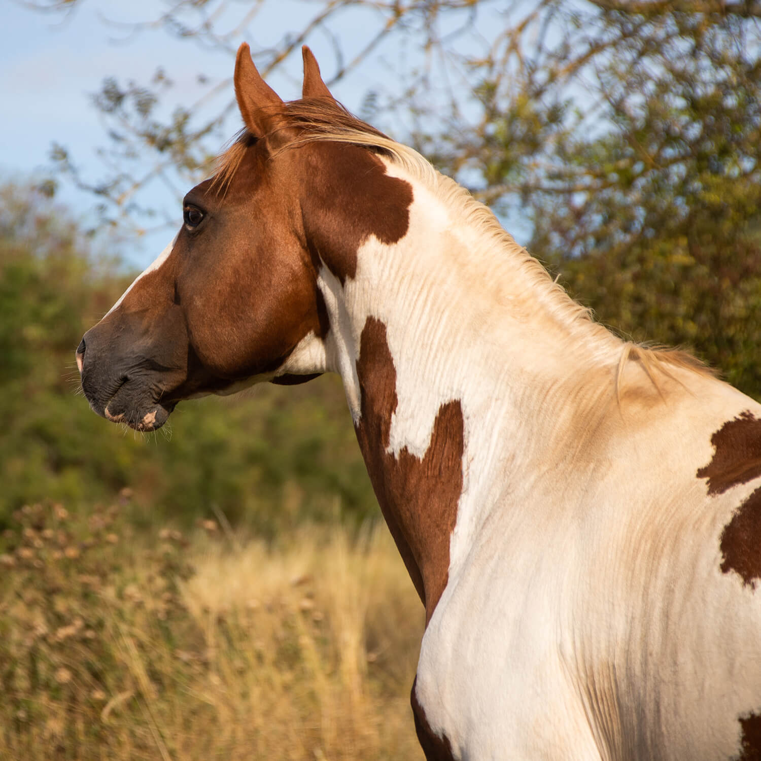 Photo de Hermes Rascal 3