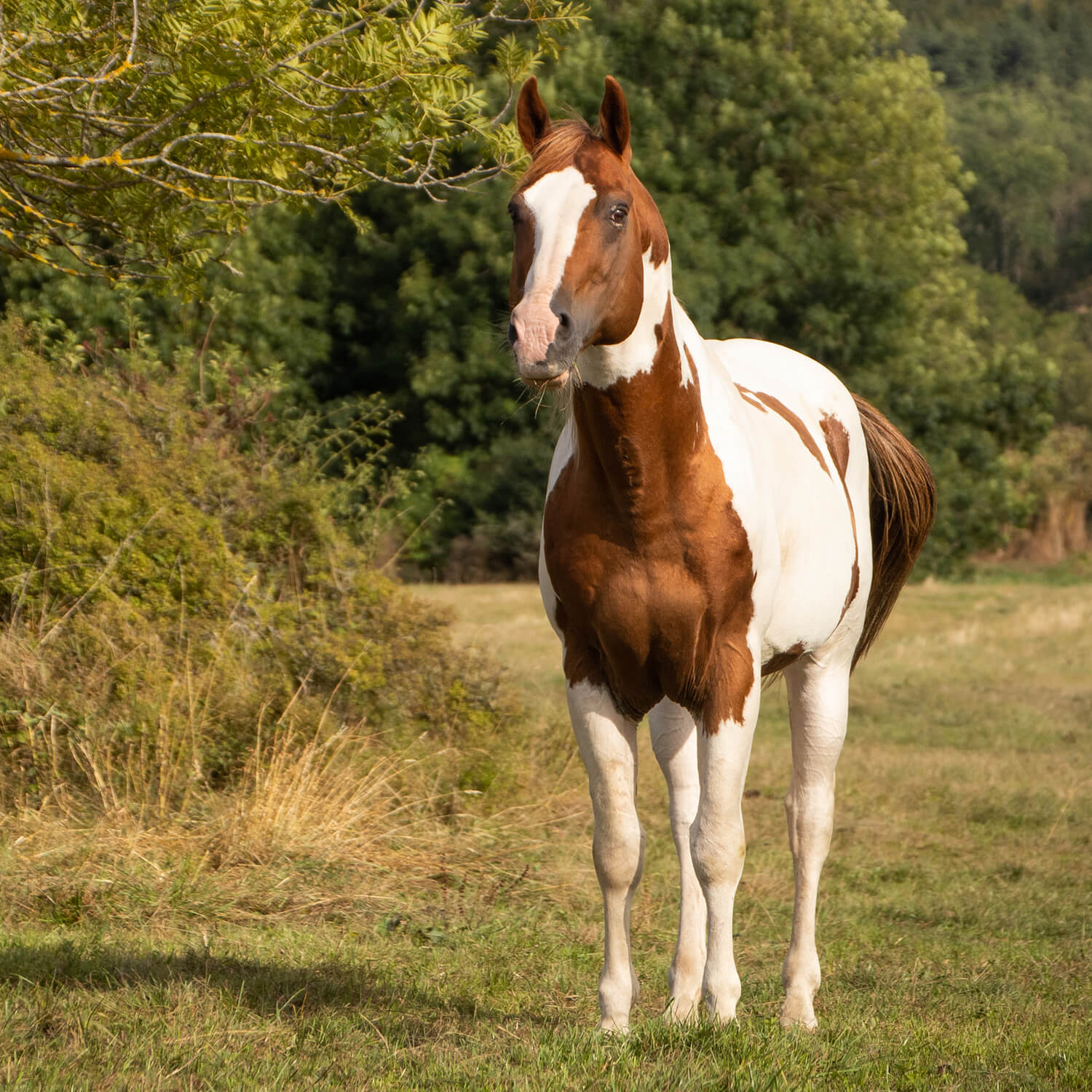 Photo de Hermes Rascal 4