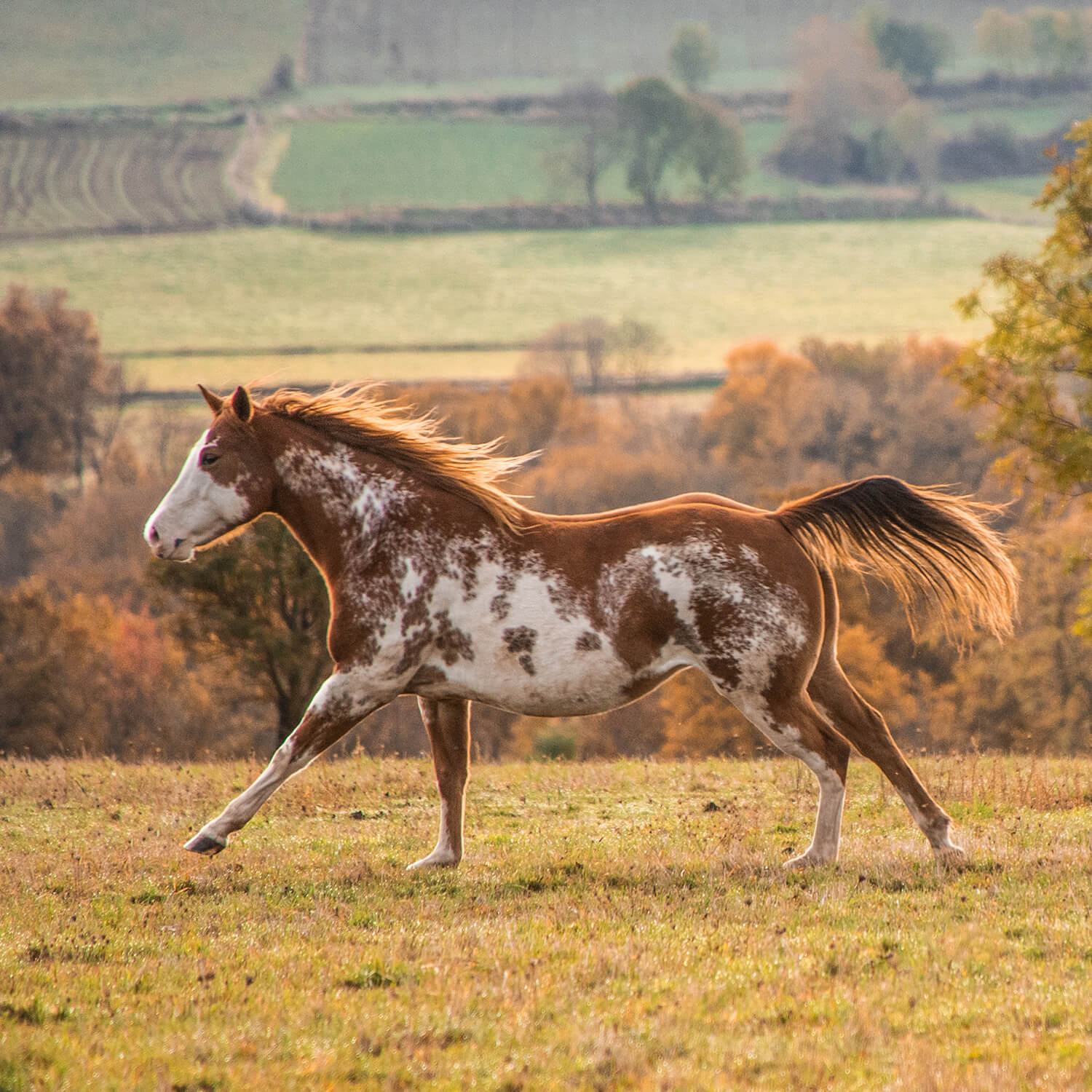 Photo de Honey Bee Sweet RG 2