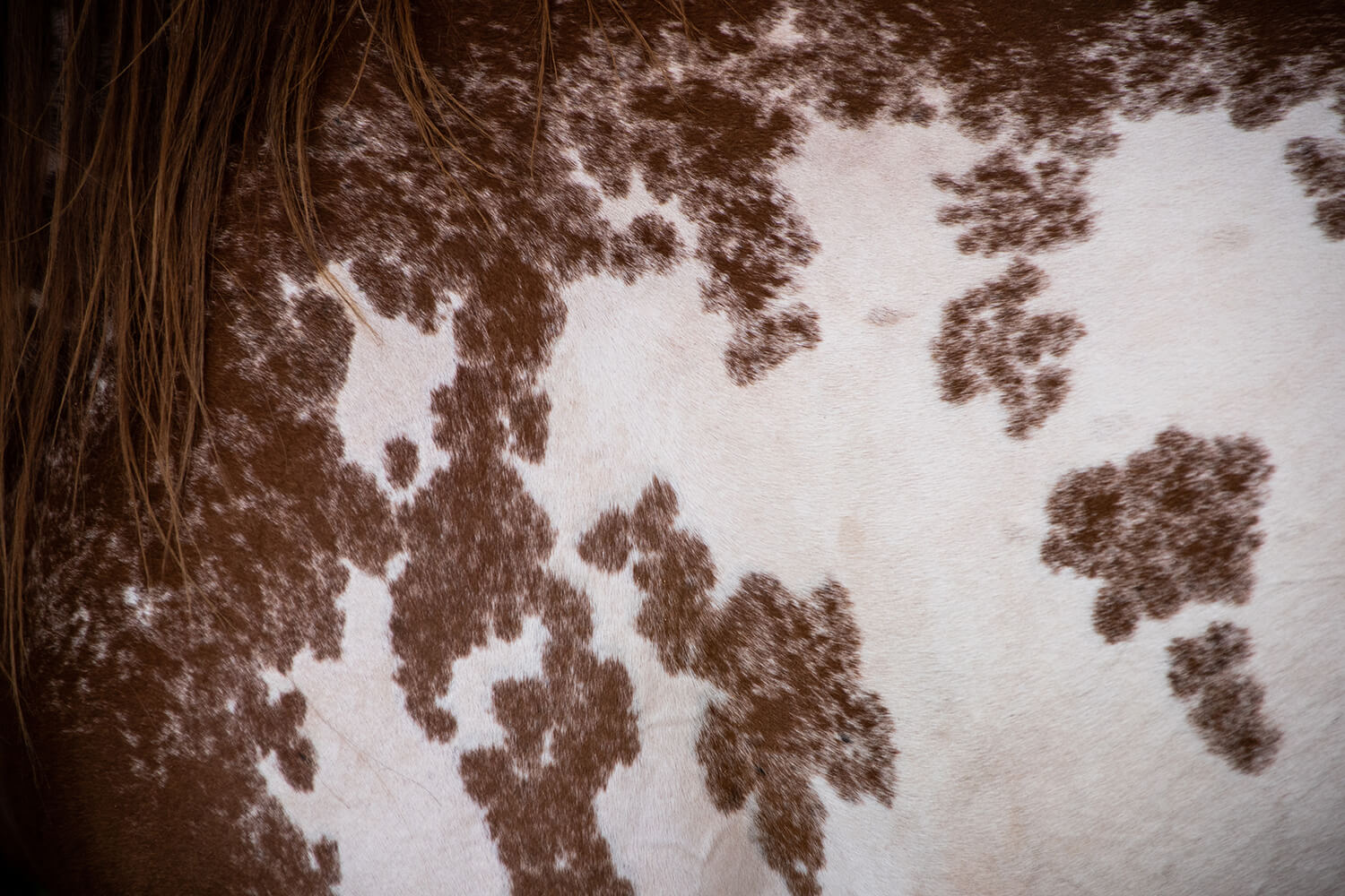 Photo de Honey Bee Sweet RG 3