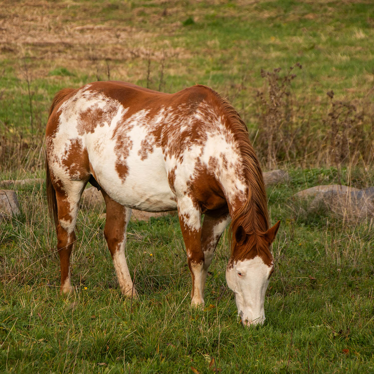 Photo de Honey Bee Sweet RG 4