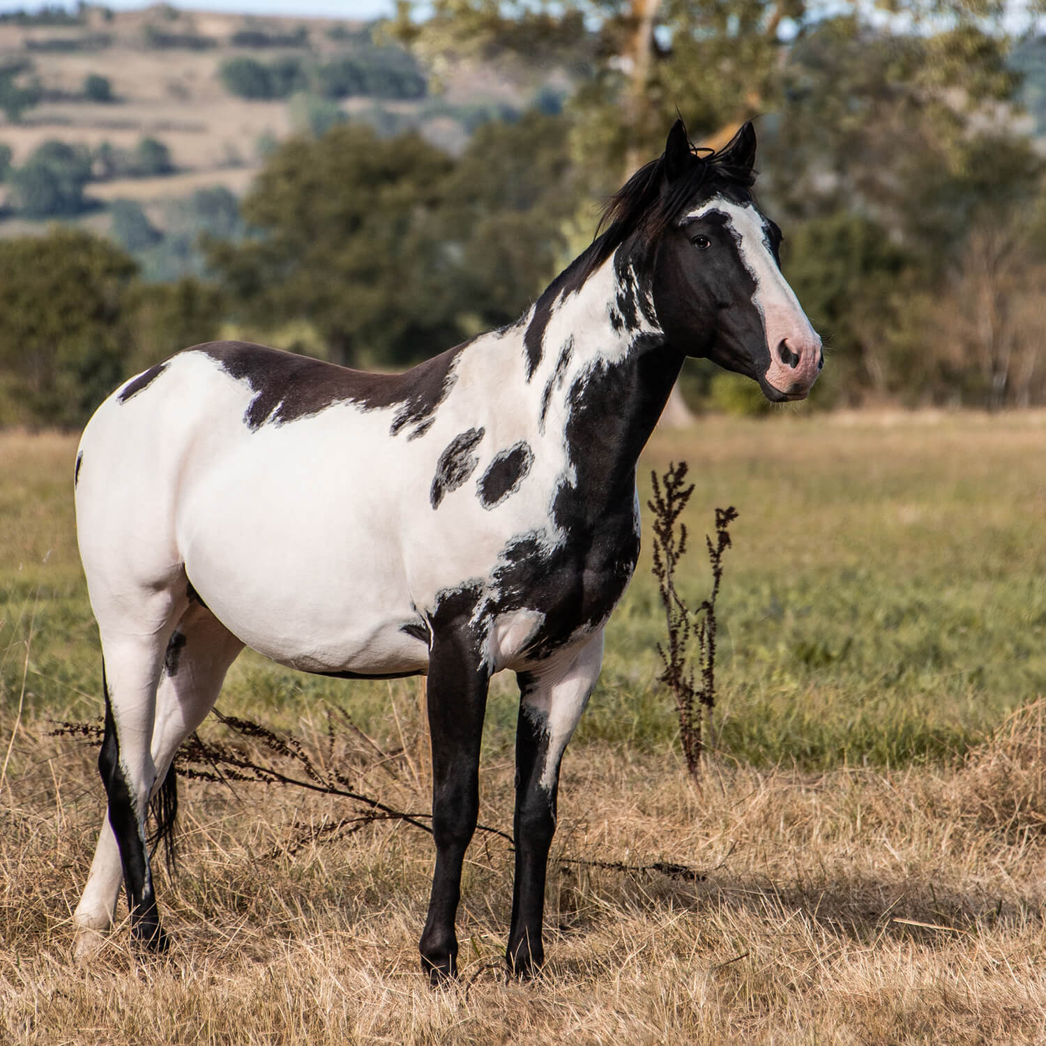 Photo de Inky Black Wood 2