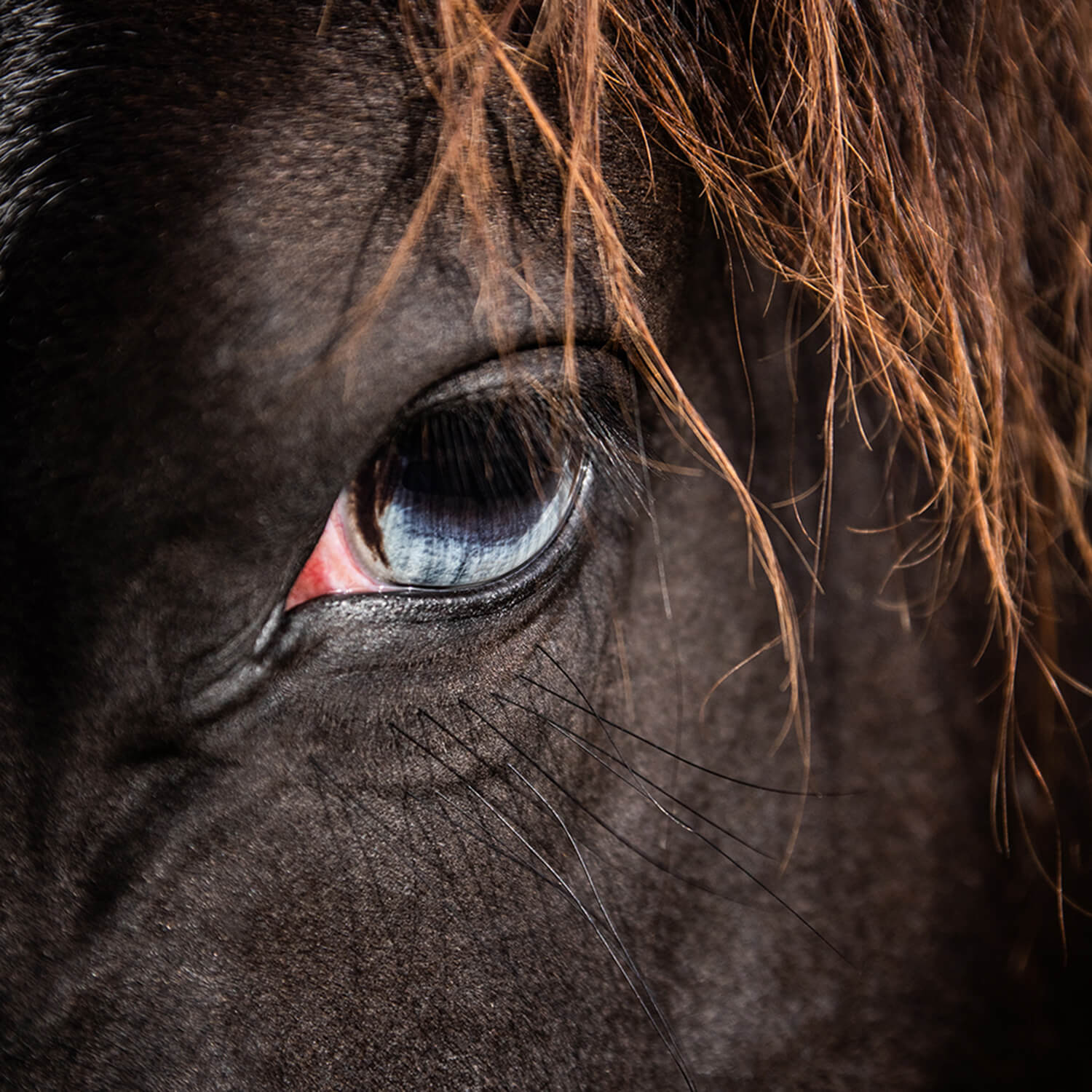 Photo de Inky Black Wood 3