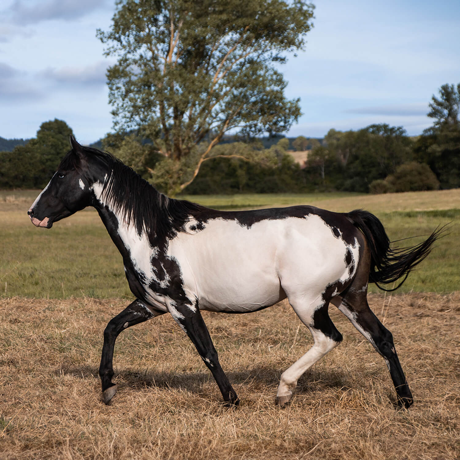 Photo de Inky Black Wood 4