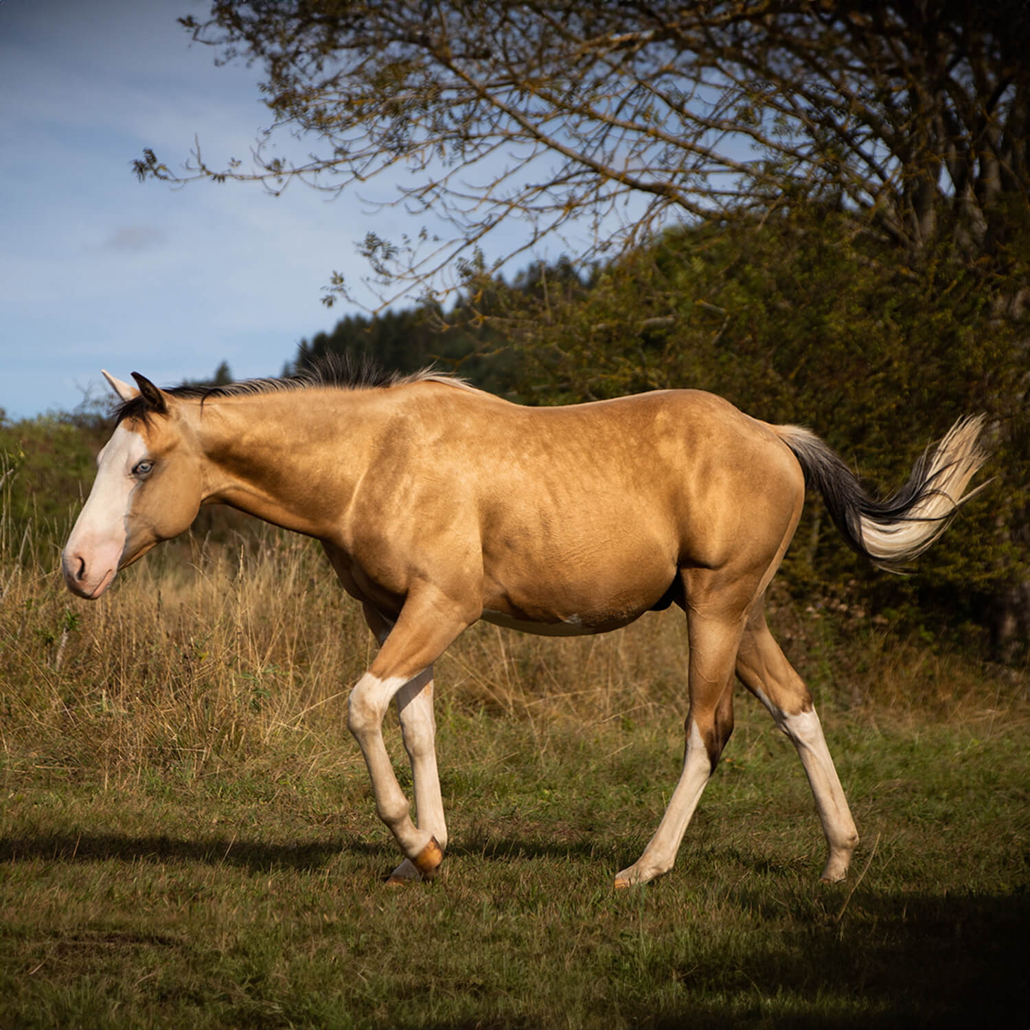 Photo de LFM Joker Whizmygun 2