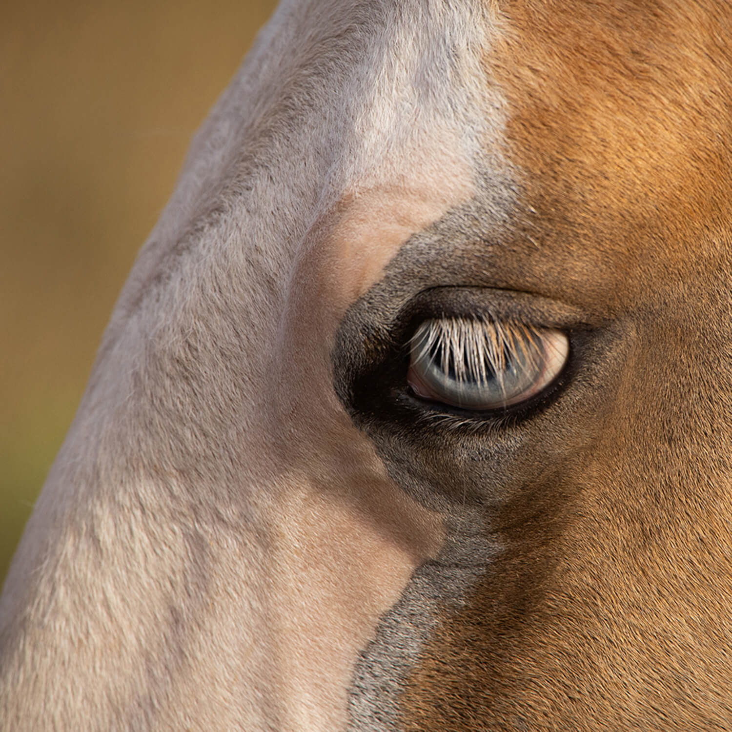 Photo de LFM Joker Whizmygun 3