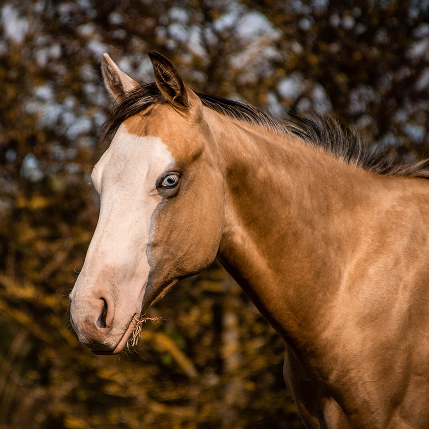 Photo de LFM Joker Whizmygun 4