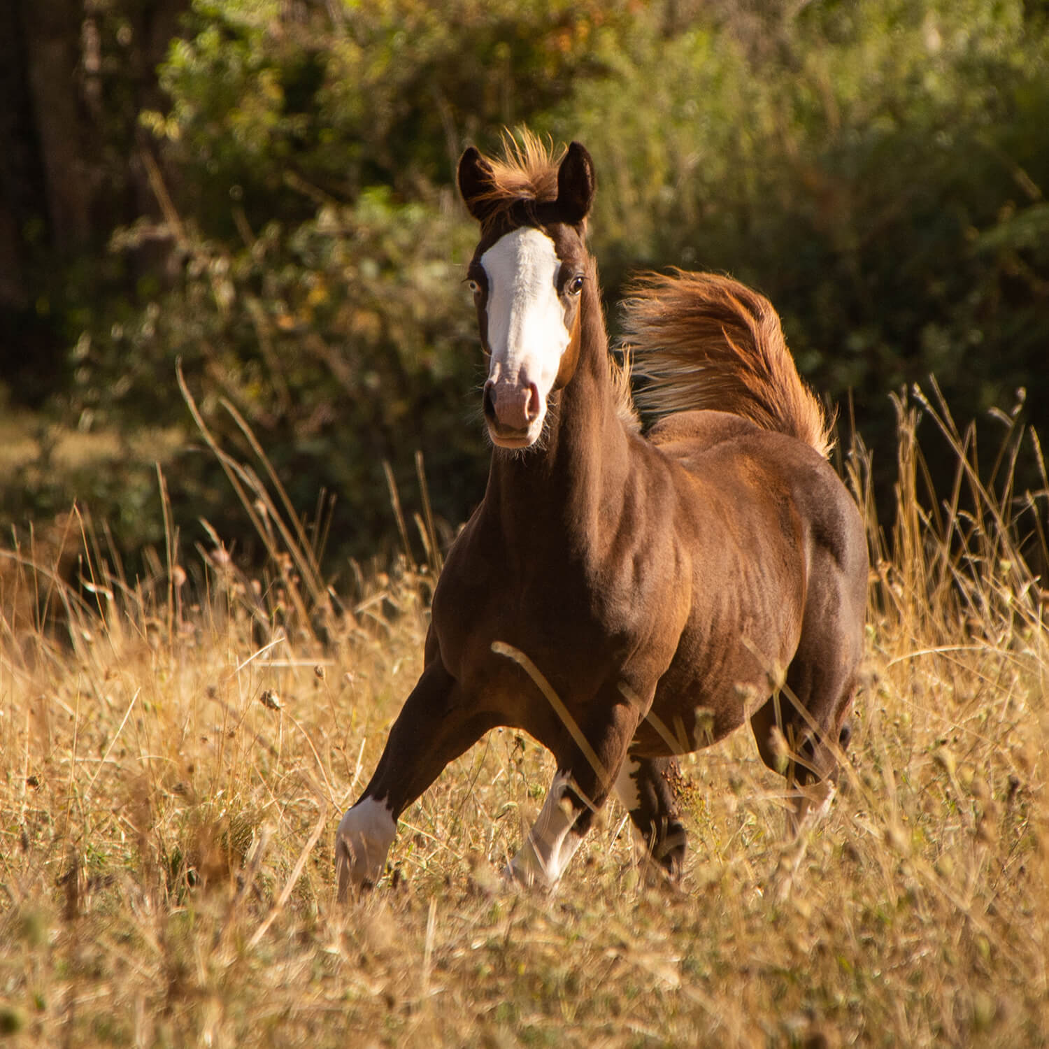 Lovely Joy Rascal RG